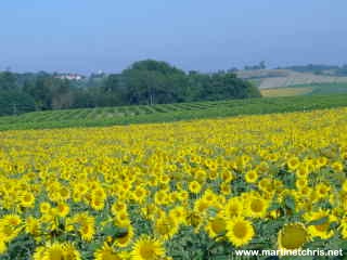Charente Maritime : sunflowers