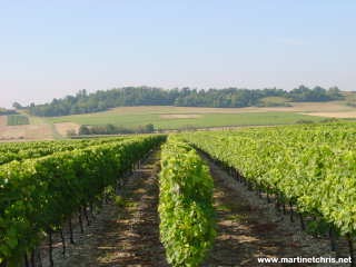 Charente Maritime : vineyards